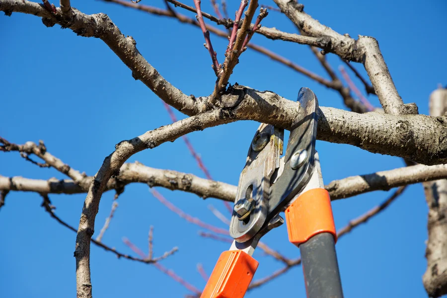 Affordable Tree Pruning Columbus, OH Affordable Tree Pruning Columbus, OH