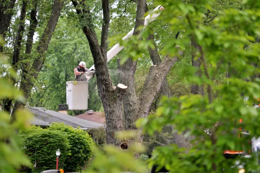 Affordable Tree Topping in Columbus, OH