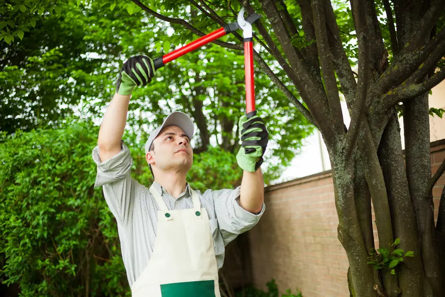 Common Tree Pruning Mistakes And How To Avoid Them Columbus, OH Common Tree Pruning Mistakes And How To Avoid Them Columbus, OH