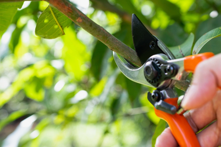 Common Tree Pruning Mistakes And How To Avoid Them in Columbus, OH Common Tree Pruning Mistakes And How To Avoid Them in Columbus, OH