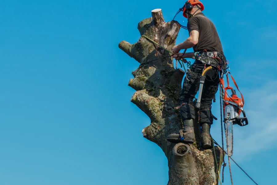 How Tree Topping Helps Manage Overgrown Branches Columbus, OH How Tree Topping Helps Manage Overgrown Branches Columbus, OH
