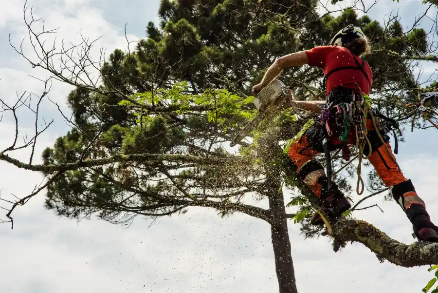 How Tree Topping Helps Manage Overgrown Branches in Columbus, OH How Tree Topping Helps Manage Overgrown Branches in Columbus, OH