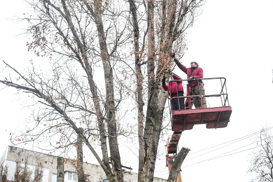 Quality Tree Trimming Columbus, OH