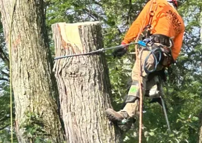 Reliable Tree Company 12