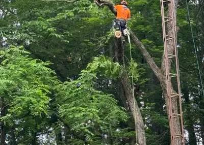 Reliable Tree Company 9