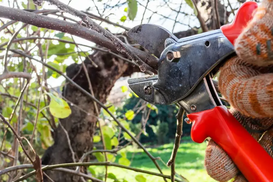 Reliable Tree Pruning Columbus, OH Reliable Tree Pruning Columbus, OH