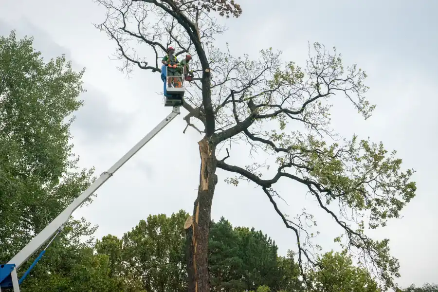 Reliable Tree Topping in Columbus, OH
