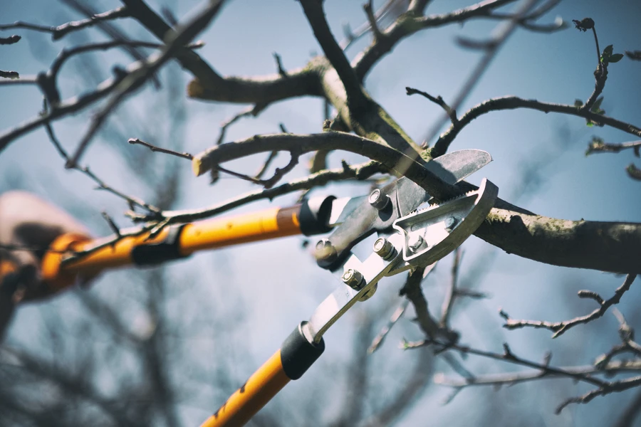 The Role Of Tree Pruning In Strengthening Branch Structure in Columbus, OH