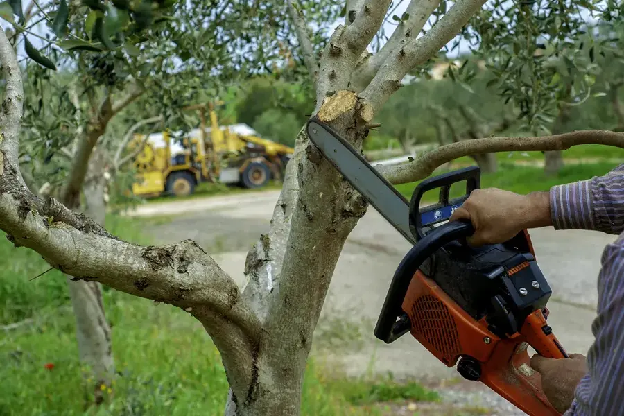 Tree Trimming For Healthier And Safer Trees Columbus, OH