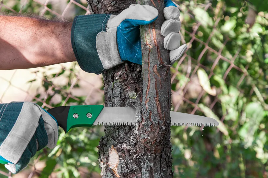 Tree Trimming For Healthier And Safer Trees in Columbus, OH