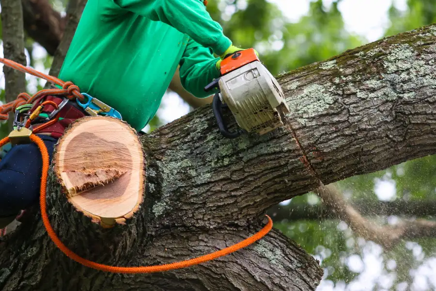 Tree Trimming To Prevent Storm Related Damage Columbus, OH Tree Trimming To Prevent Storm Related Damage Columbus, OH