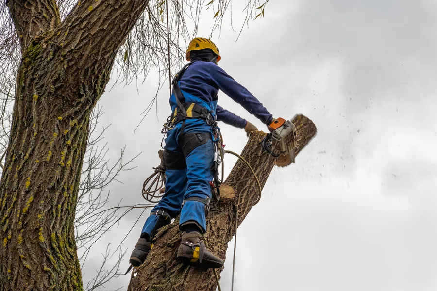 Understanding The Importance Of Regular Tree Cutting Columbus, OH Understanding The Importance Of Regular Tree Cutting Columbus, OH