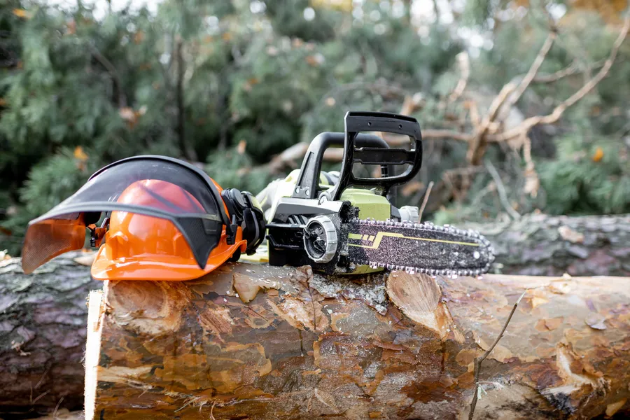 Understanding The Importance Of Regular Tree Cutting in Columbus, OH Understanding The Importance Of Regular Tree Cutting in Columbus, OH