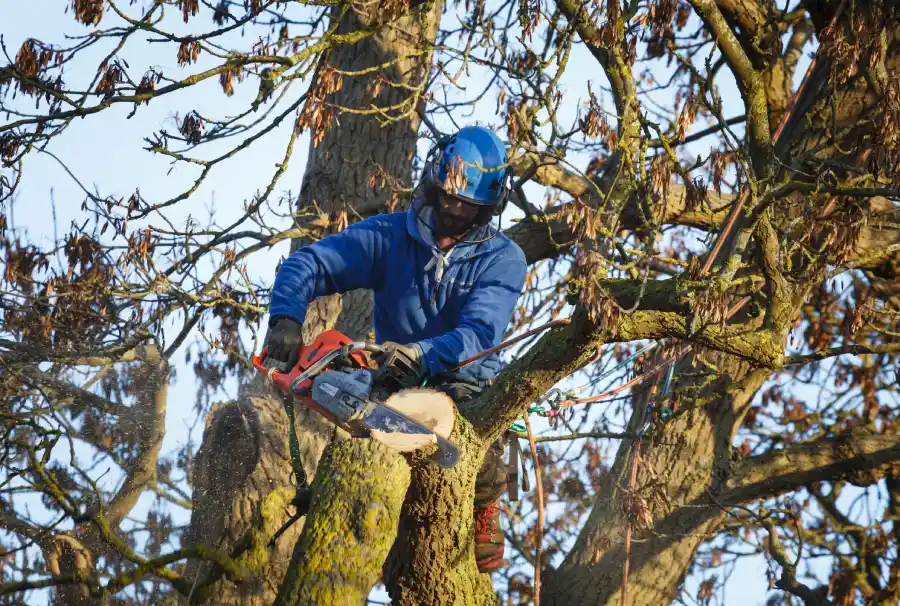 Understanding The Purpose Of Tree Topping in Columbus, OH Understanding The Purpose Of Tree Topping in Columbus, OH
